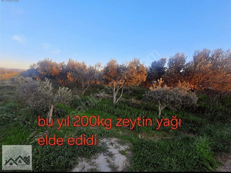 Çınar Gayrimenkul